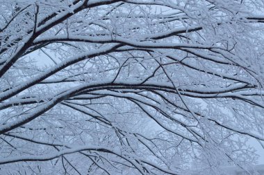 Yoğun kar yağışı sırasında karlı kış ağaç manzara