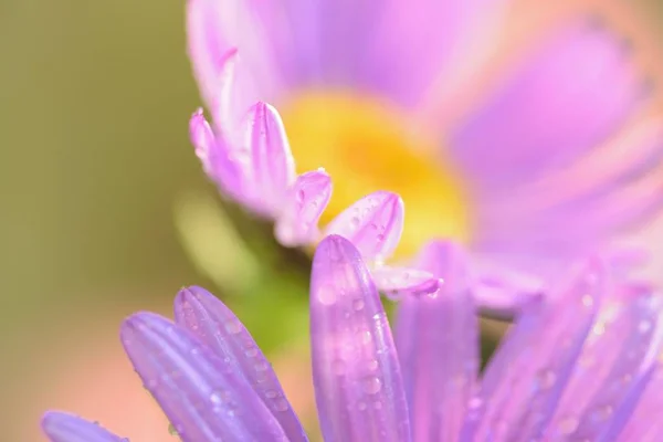 Macro Texture Rose Vif Fleur Marguerite Avec Des Gouttelettes Eau — Photo