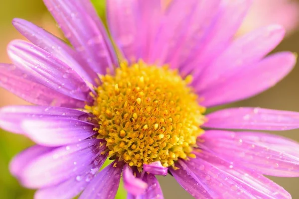 Macro Texture Rose Vif Fleur Marguerite Avec Des Gouttelettes Eau — Photo