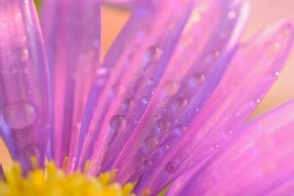 Macro Textuur Van Levendige Roze Gekleurde Daisy Bloemblaadjes Met Waterdruppeltjes — Stockfoto