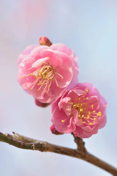 Macro Details Japanese Pink Plum Blossoms Vertical Frame — Stock Photo, Image