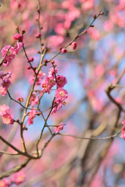 Natur Hintergrund Der Japanischen Rosa Pflaumenblüten Zweige — Stockfoto