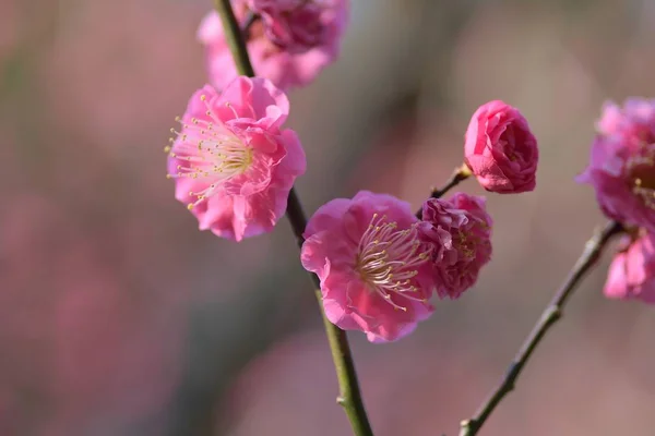 Macro Details Japanese Pink Plum Blossoms Horizontal Frame — Stock Photo, Image