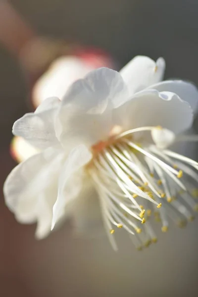 Macro Details Japanese White Plum Blossoms Vertical Frame — Stock Photo, Image