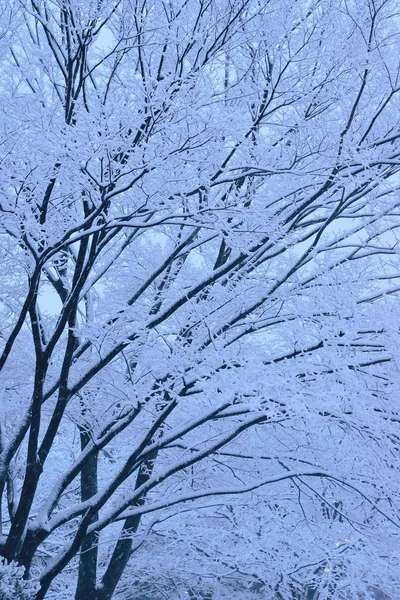 Snöiga Vinterlandskap Träd Snöfall — Stockfoto