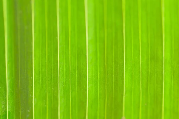 Macro background texture of green banana tree leaf