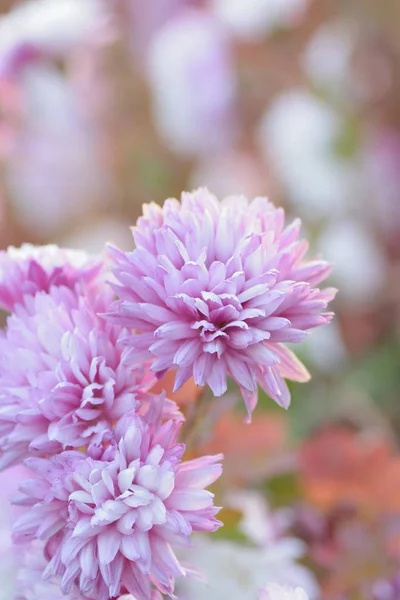 Macro Textuur Van Witte Paarse Gekleurde Dahlia Bloemen Stockfoto