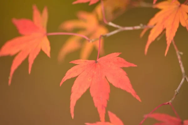 Macro Details Voor Levendige Gekleurde Japanse Autumn Maple Laat Met Rechtenvrije Stockfoto's