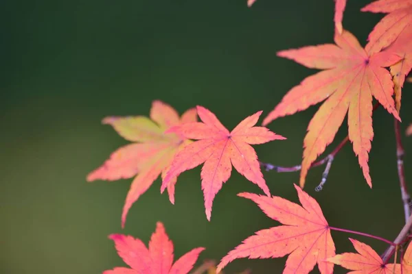 Macro Details Voor Levendige Gekleurde Japanse Autumn Maple Laat Met Stockafbeelding