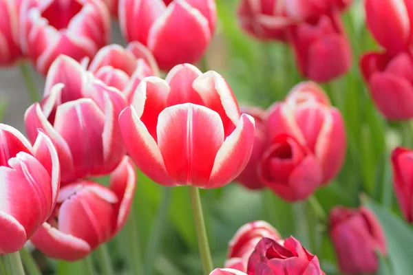 Macro Fond Printemps Coloré Fleurs Tulipes Jardin — Photo