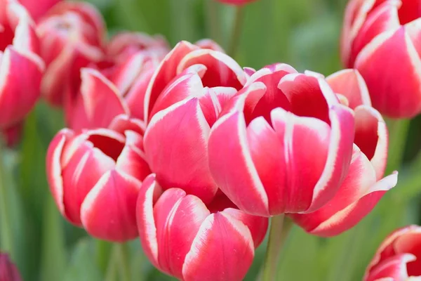 Makro Bakgrund Färgglada Vårblommor Som Tulpan Garden — Stockfoto