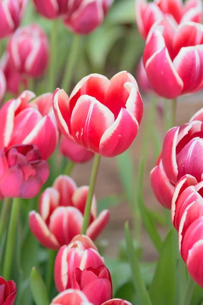 Macro Background Colorful Spring Tulip Flowers Garden — Stock Photo, Image