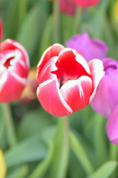 Fondo Macro Coloridas Flores Tulipán Primavera Jardín — Foto de Stock