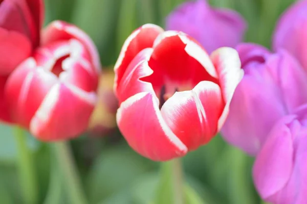 Makró Háttér Színes Tavaszi Tulipán Virág Kert — Stock Fotó