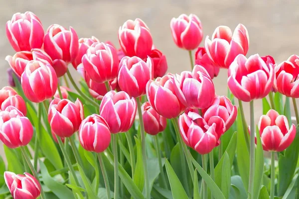 Makro arka planını renkli bahar Lale Çiçek Bahçesi