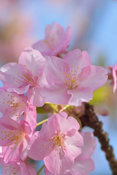 Macro Details Japanese Pink Cherry Blossoms — Stock Photo, Image