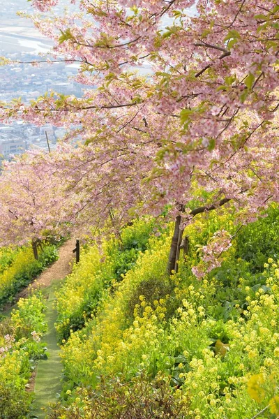 Japanska Våren Landskap Rosa Körsbärsblom — Stockfoto