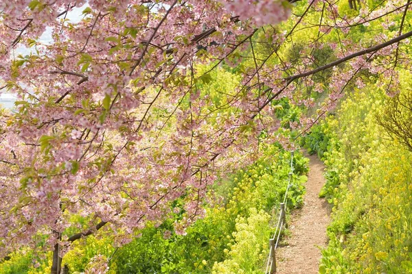 Japanska Våren Landskap Rosa Körsbärsblom — Stockfoto