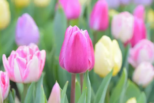 Macro Fond Printemps Coloré Fleurs Tulipes Jardin — Photo