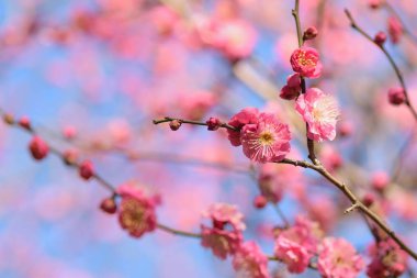 Doğa arka planını Japon pembe Erik çiçekleri