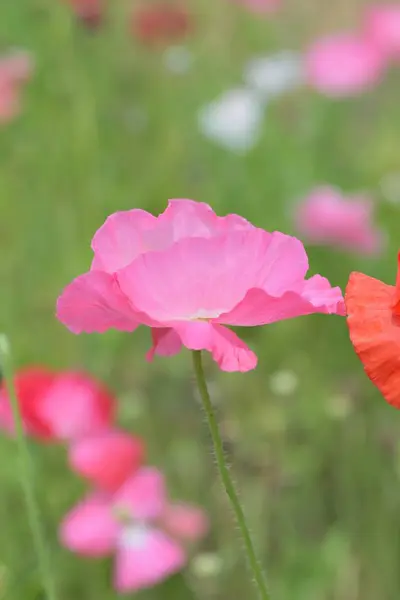 tarlada yetişen kırmızı ve pembe gelincikler