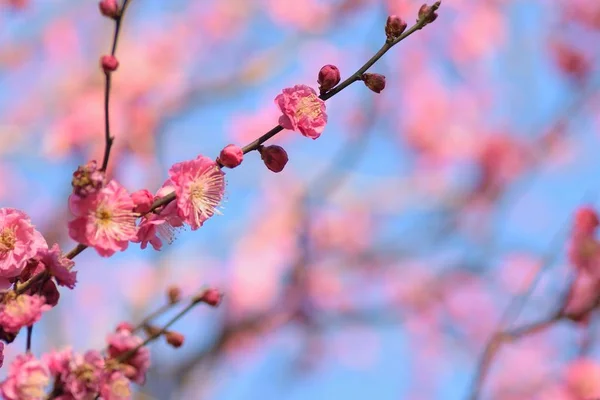 Nature Background Japanese Pink Plum Blossoms — Stock Photo, Image