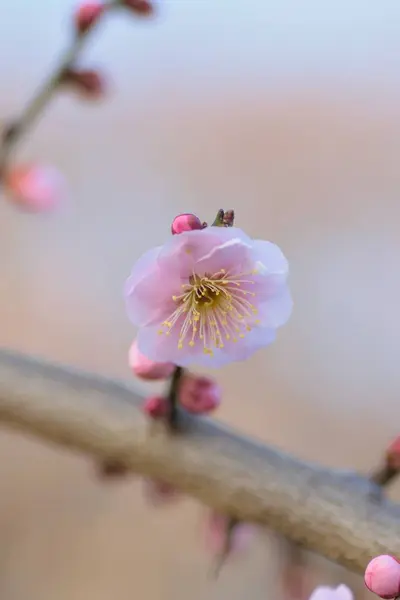 Bahçedeki ağaçta çiçek açan pembe çiçekler