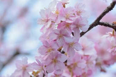 Bahçedeki ağaçta çiçek açan pembe çiçekler