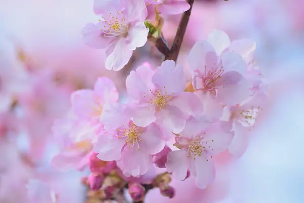 Roze Bloemen Bloeien Boom Tuin — Stockfoto