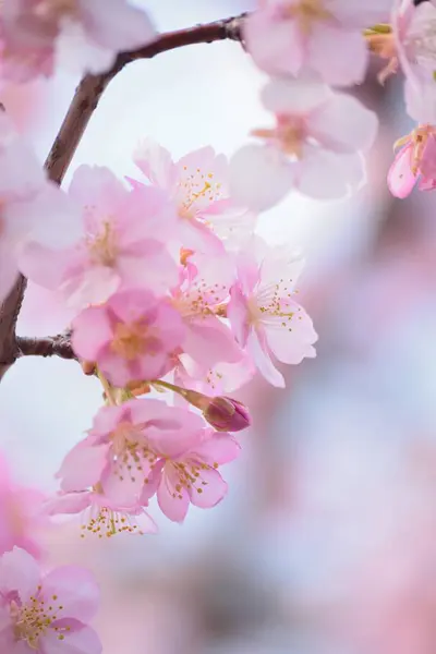 Flores Rosa Florescer Árvore Jardim — Fotografia de Stock