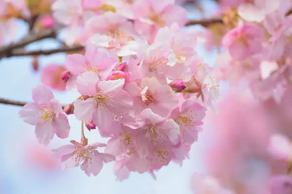 Flores Rosa Florescer Árvore Jardim — Fotografia de Stock