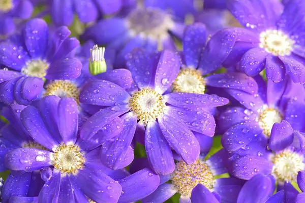 Close Van Prachtige Purperen Bloemen — Stockfoto