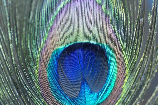 Renkli tavus kuşu tüyü makro doku