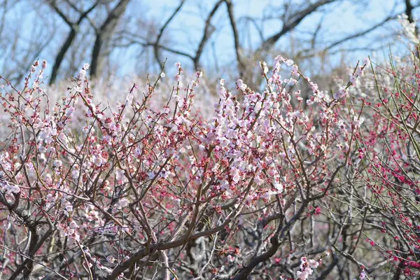 cherry blossoms in korea