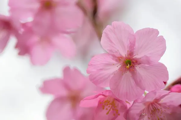 Roze Bloemen Bloeien Boom Tuin — Stockfoto