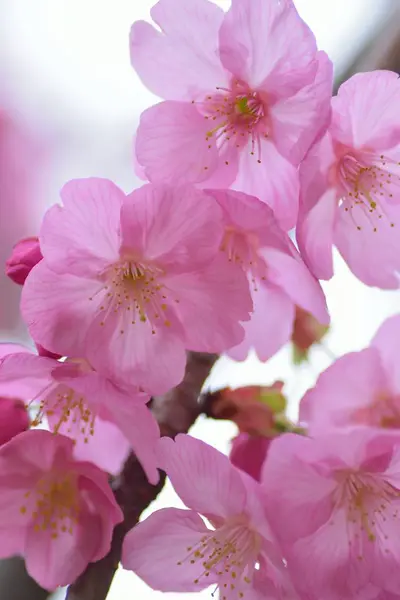 Flori Roz Înfloresc Copacul Din Grădină — Fotografie, imagine de stoc