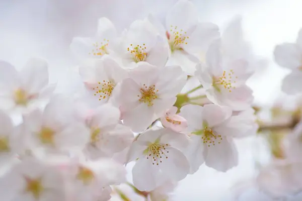 White Flowers Blossom Tree Garden — Stock Photo, Image
