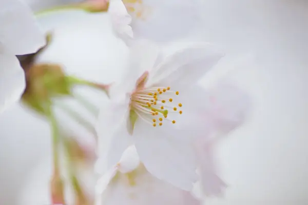 Flores Brancas Florescem Árvore Jardim — Fotografia de Stock