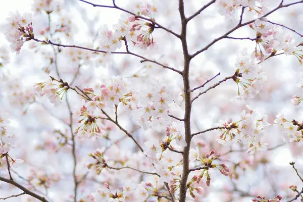 Bahçedeki Ağaçta Beyaz Çiçekler Açıyor — Stok fotoğraf