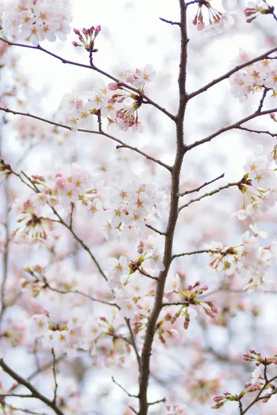 Bahçedeki Ağaçta Beyaz Çiçekler Açıyor — Stok fotoğraf