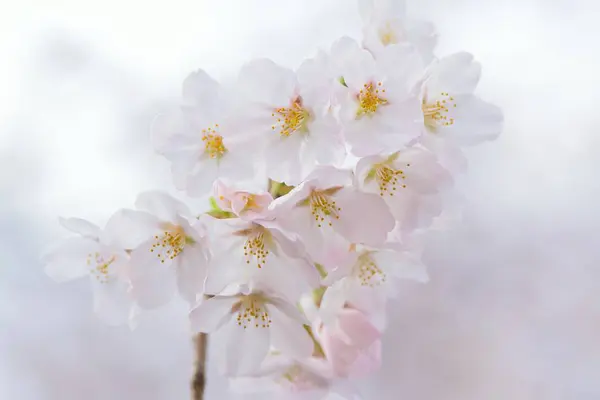 Flores Brancas Florescem Árvore Jardim — Fotografia de Stock