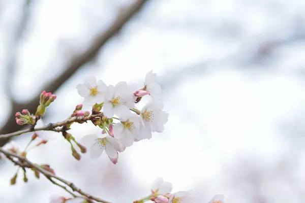 Weiße Blumen Blühen Baum Garten — Stockfoto