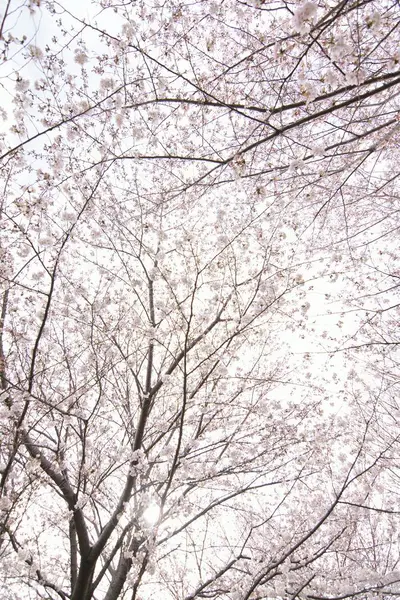 Weiße Blumen Blühen Baum Garten — Stockfoto