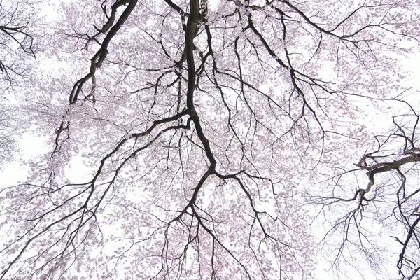 Bahçedeki ağaçta beyaz çiçekler açıyor.