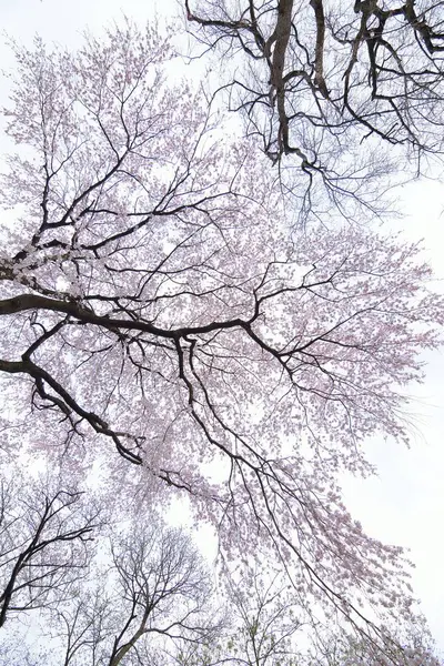 Weiße Blumen Blühen Baum Garten — Stockfoto