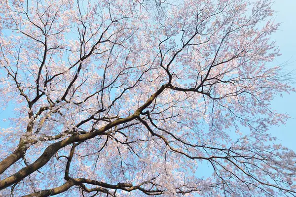 Bahçedeki ağaçta beyaz çiçekler açıyor.