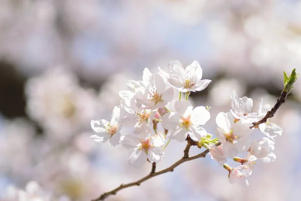 Macro Texture Japanese White Yoshino Cherry Blossoms Sunshine — Stock Photo, Image