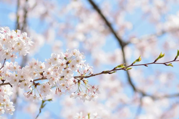 Güneş ışığında Japon Beyaz Yoshino Kiraz Çiçekleri Makro doku