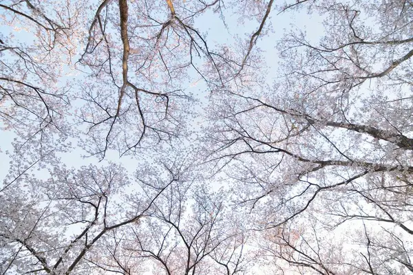 Bahçedeki ağaçta beyaz çiçekler açıyor.