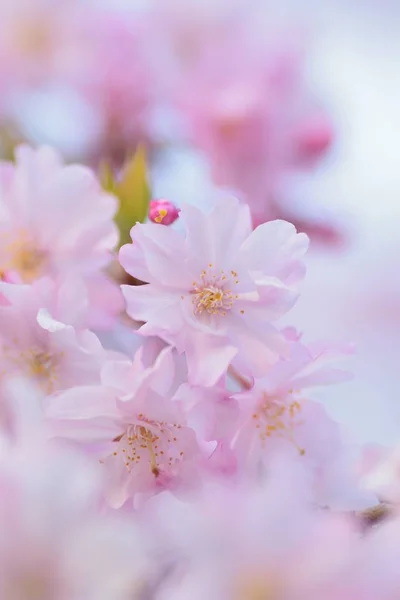 Macro Texture Japanese Pink Weeping Cherry Blossoms — Stock Photo, Image
